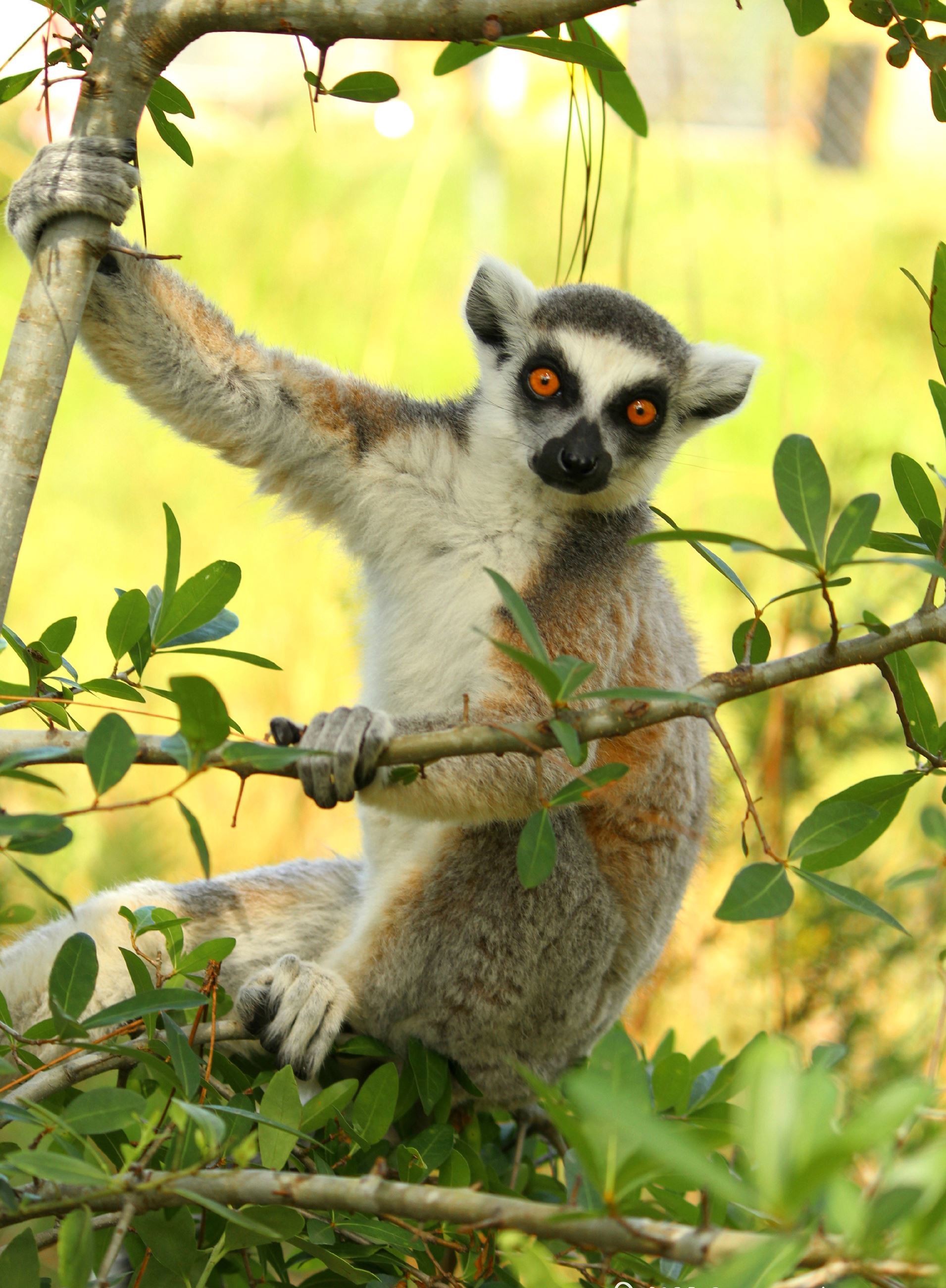 Ring-Tailed Lemur